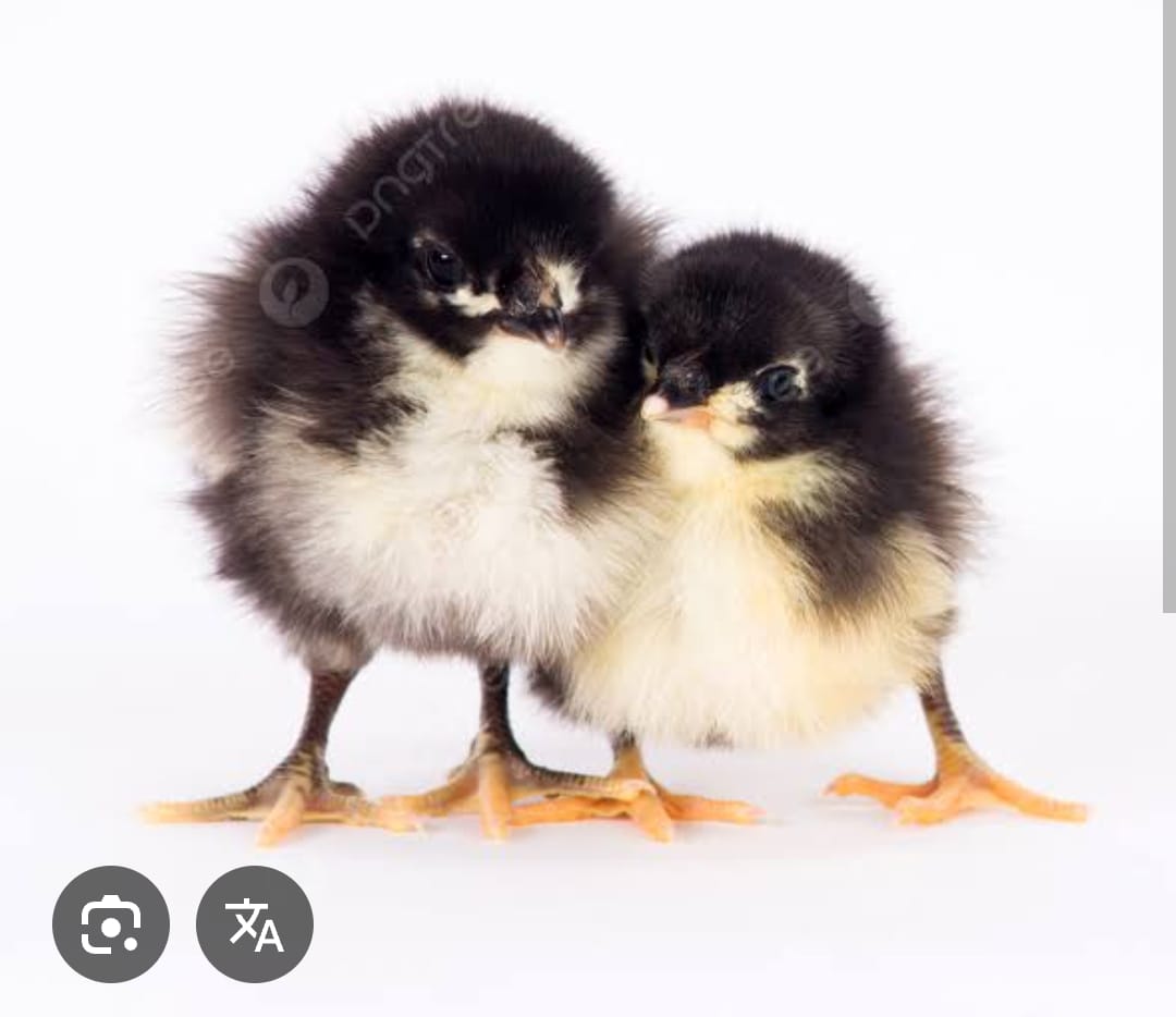 DOC Ayam sentul berkualitas